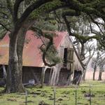 Leaning barn under a live oak, at the edge of Bell City, Louisiana, Route 14 (BH 125)